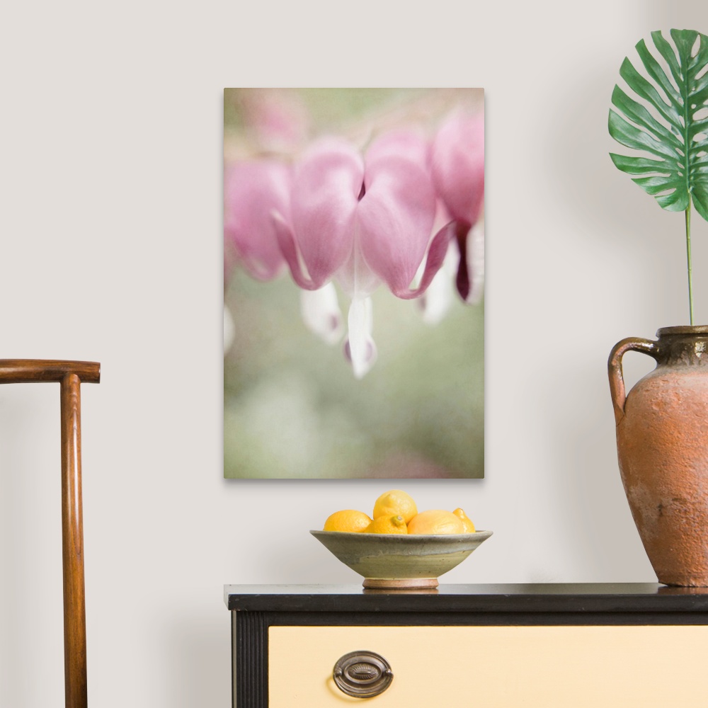 A traditional room featuring A pretty pictorialism photograph of pink Bleeding Hearts flowers (Dicentra spectabilis) in a cott...