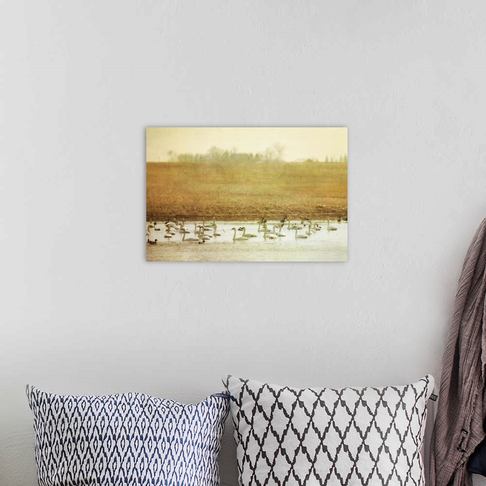 A bohemian room featuring A large group of Tundra Swans swimming in a pond in an empty field.