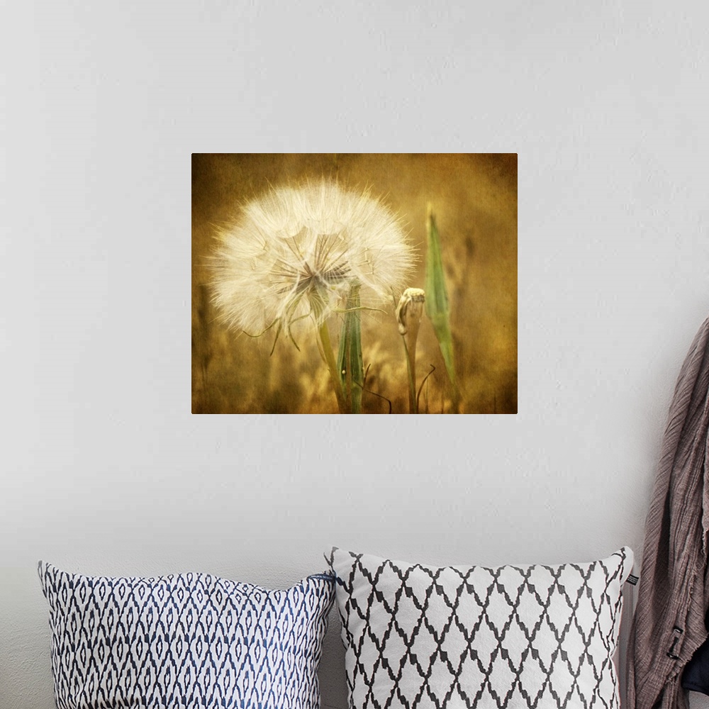 A bohemian room featuring A large seedhead from a dandelion.