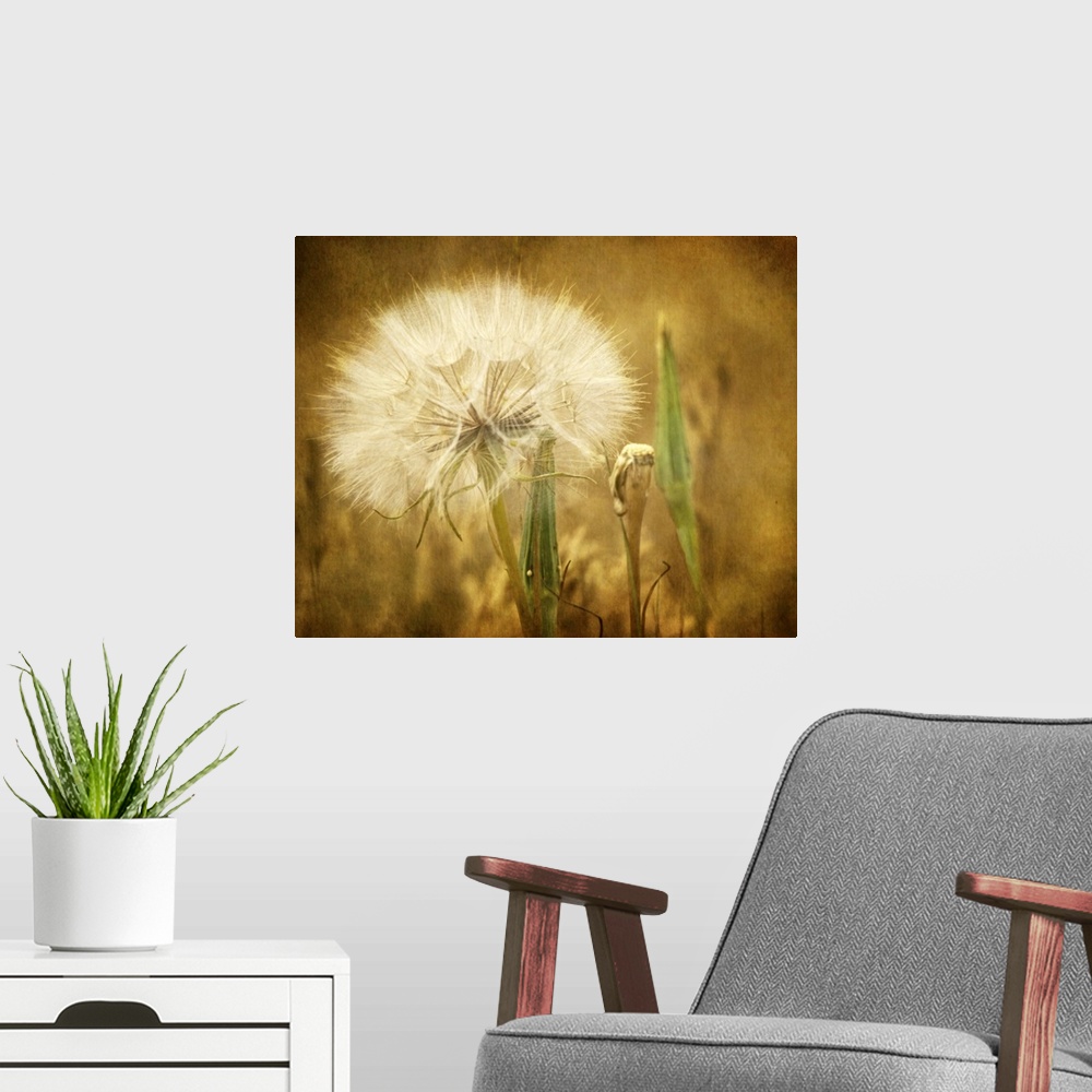 A modern room featuring A large seedhead from a dandelion.