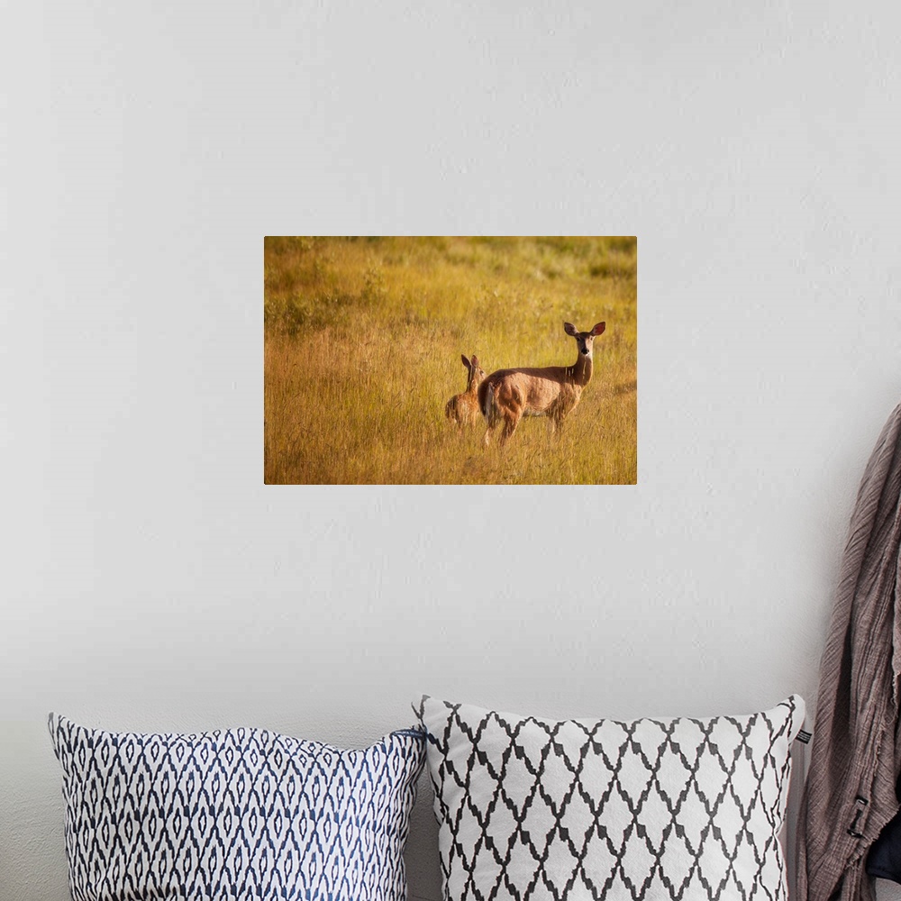 A bohemian room featuring A photo of doe in the meadow of yellow grass.