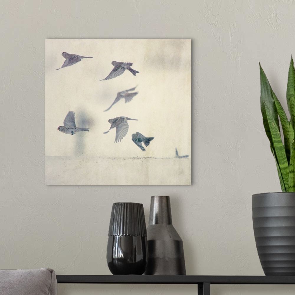 A modern room featuring A flock of Common Redpolls taking flight from the ground in the winter.