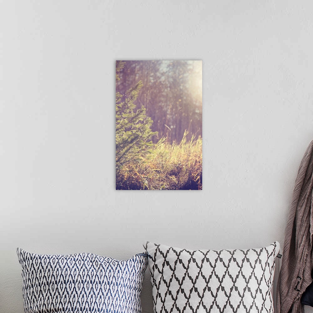 A bohemian room featuring An atmospheric photo of the branches of a tree next to tall grass while the sun is shining.