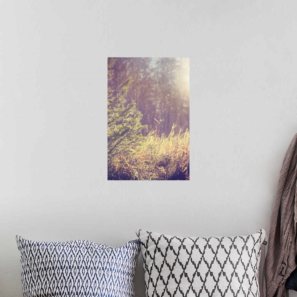 A bohemian room featuring An atmospheric photo of the branches of a tree next to tall grass while the sun is shining.