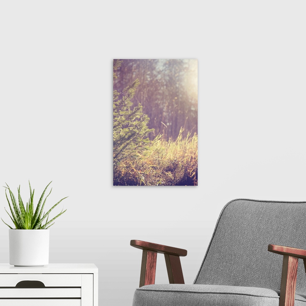 A modern room featuring An atmospheric photo of the branches of a tree next to tall grass while the sun is shining.