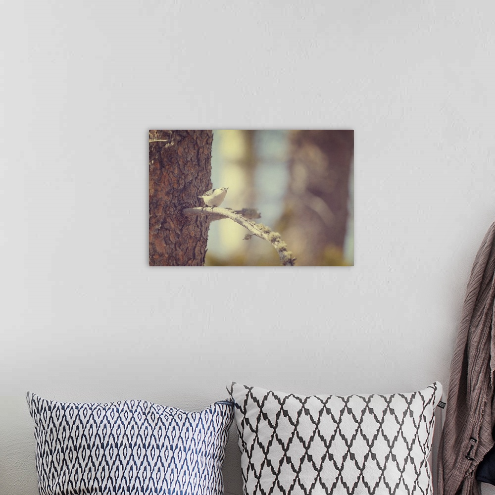 A bohemian room featuring A tiny White-breasted Nuthatch on a tree branch in soft golden light.