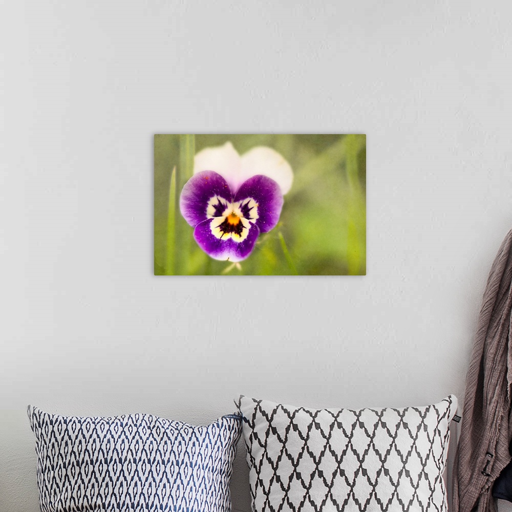 A bohemian room featuring A close-up photo of a pansy against of blurry green background.