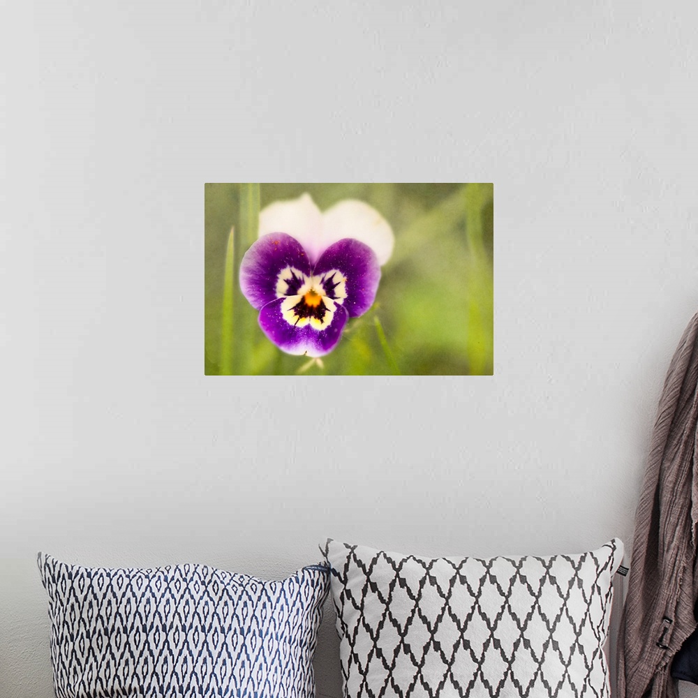 A bohemian room featuring A close-up photo of a pansy against of blurry green background.