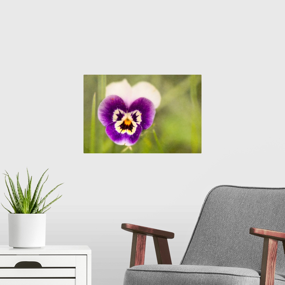 A modern room featuring A close-up photo of a pansy against of blurry green background.
