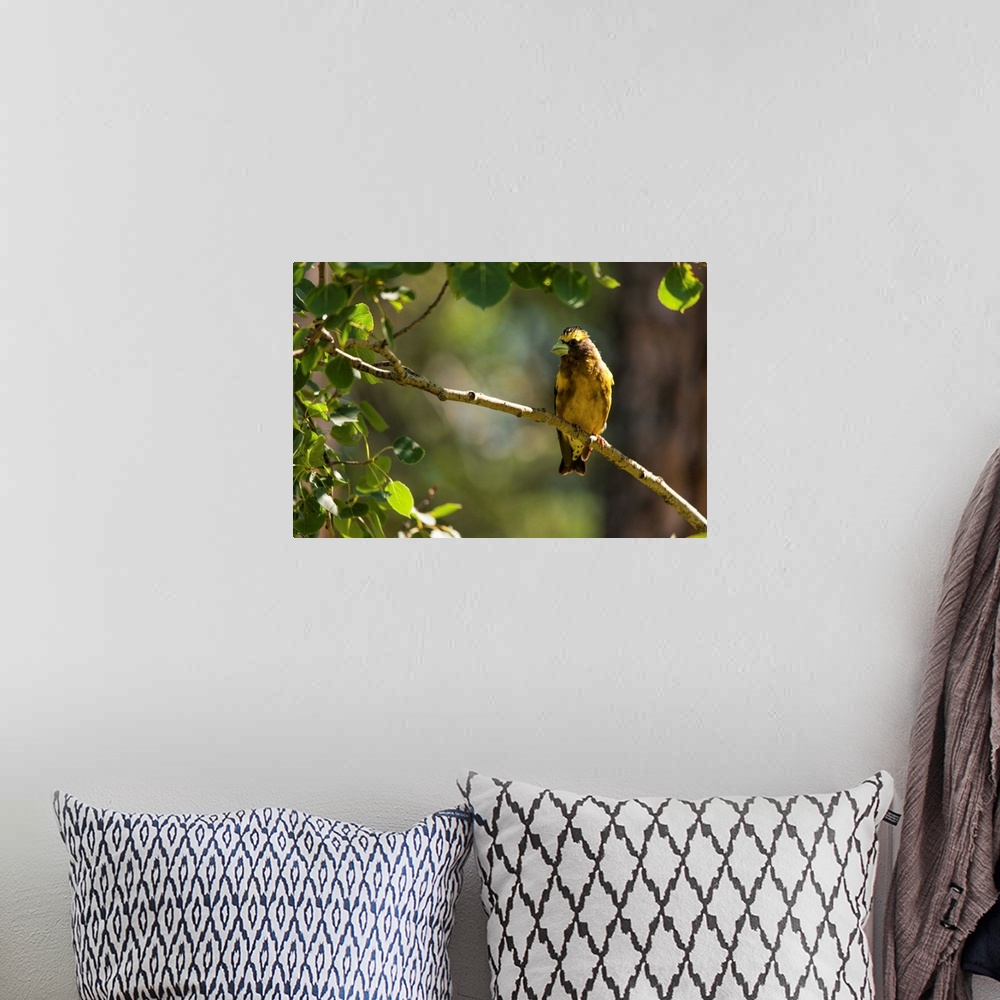 A bohemian room featuring A photo of a yellow bird perched on a branch with green leaves on the left hand side.