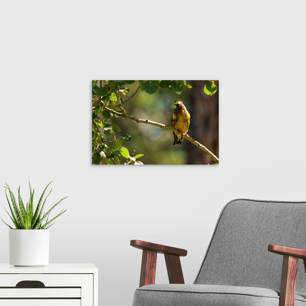 A modern room featuring A photo of a yellow bird perched on a branch with green leaves on the left hand side.