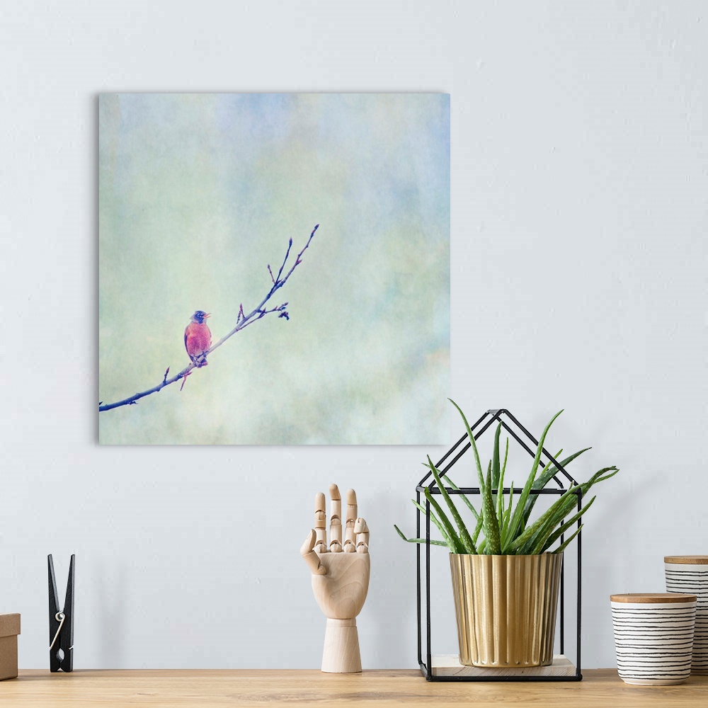 A bohemian room featuring Pictorial painterly photo of an American Robin bird on a tree branch.