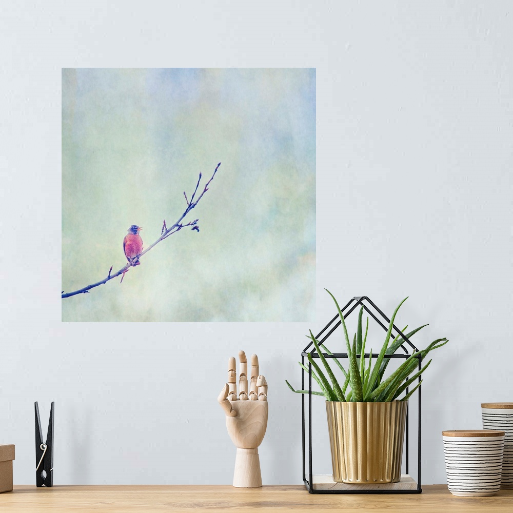 A bohemian room featuring Pictorial painterly photo of an American Robin bird on a tree branch.