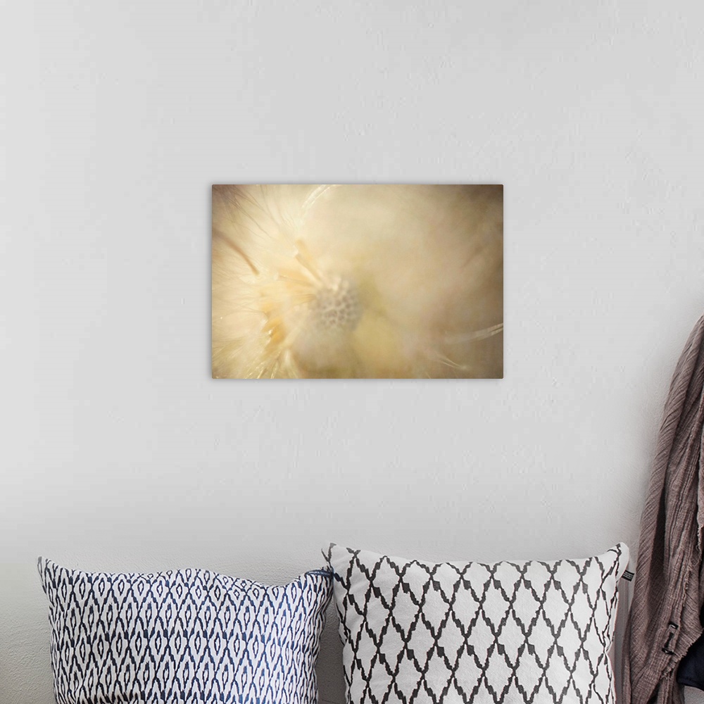 A bohemian room featuring A pretty pictorialism macro photograph of a soft, fluffy, dandielion seed head.