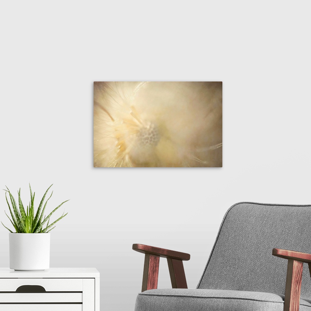 A modern room featuring A pretty pictorialism macro photograph of a soft, fluffy, dandielion seed head.