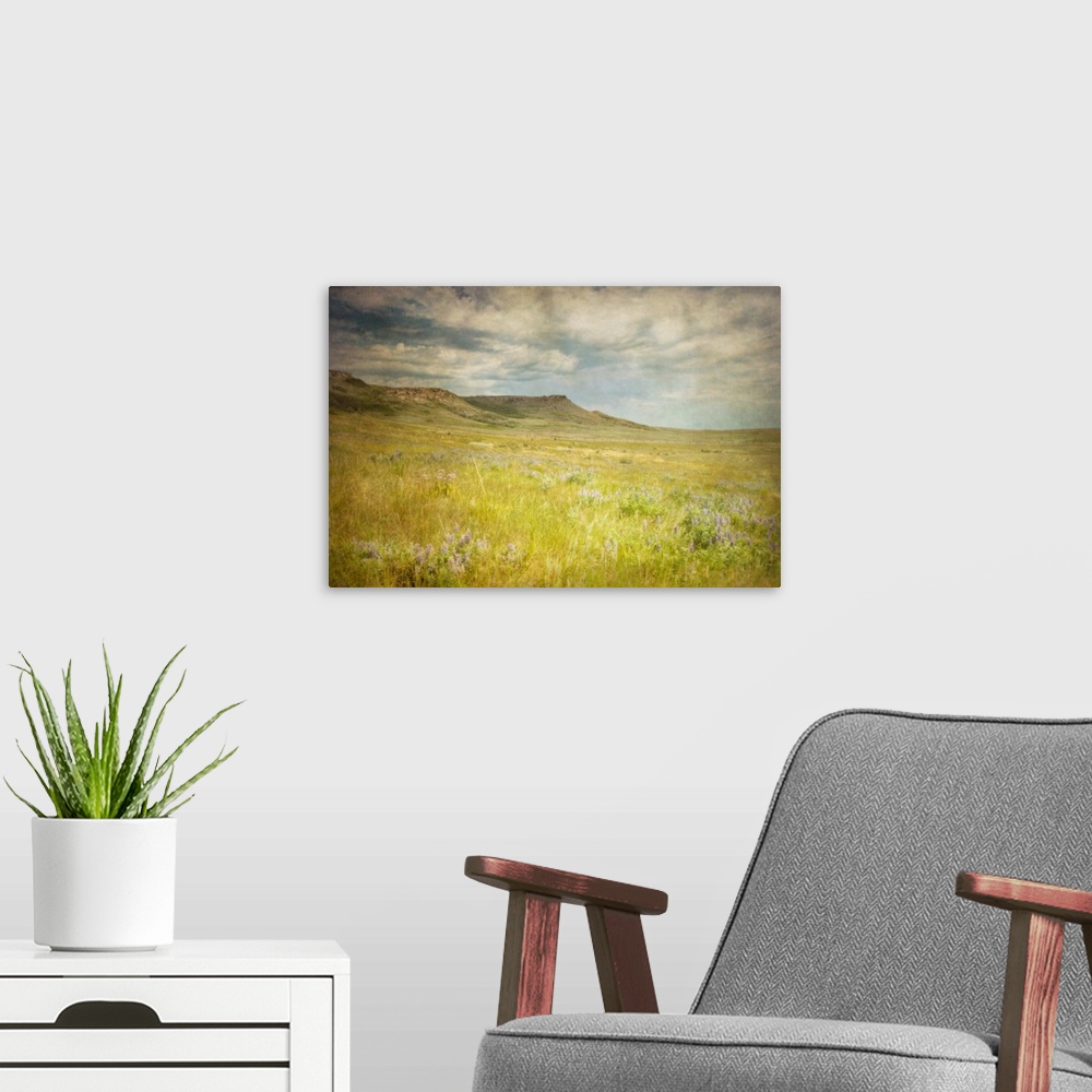 A modern room featuring Wildflowers bloom in the prairie grasses of Alberta near a historic buffalo jump.
