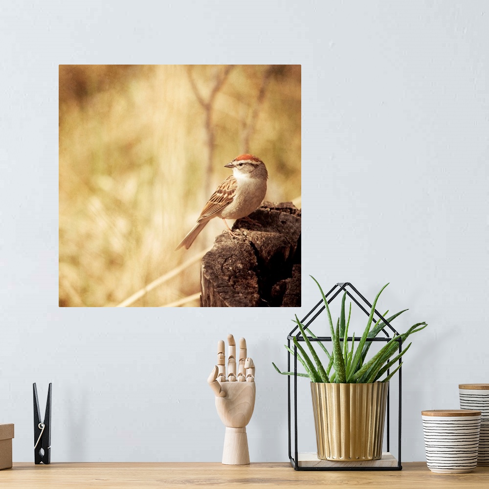 A bohemian room featuring Pictorial photo of a small Chipping Sparrow bird sitting on a tree stump.