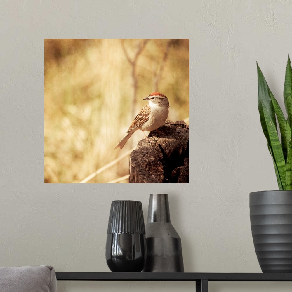 A modern room featuring Pictorial photo of a small Chipping Sparrow bird sitting on a tree stump.