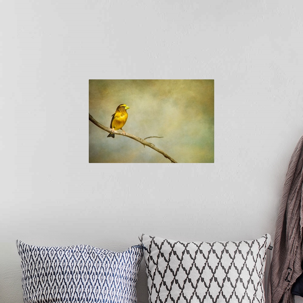 A bohemian room featuring A distressed photo of a yellow bird perched on a branch. with a nondescript background.