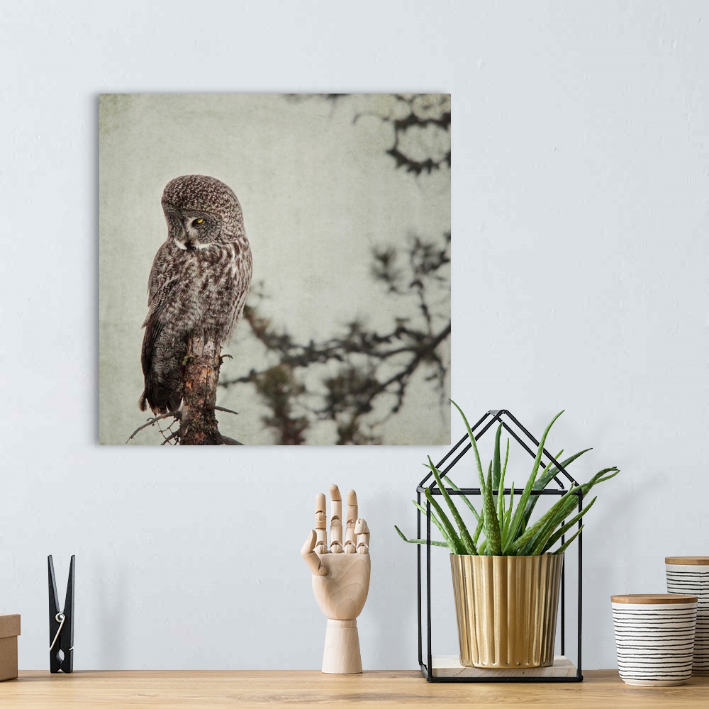 A bohemian room featuring Pictorialist photo of a Great Grey Owl sitting on a creepy dead tree.
