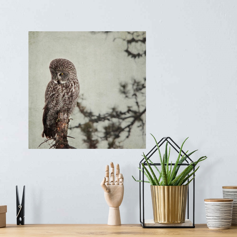 A bohemian room featuring Pictorialist photo of a Great Grey Owl sitting on a creepy dead tree.