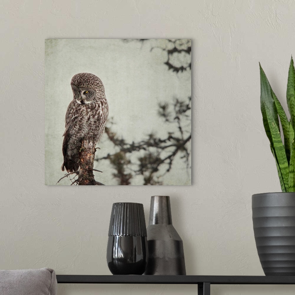 A modern room featuring Pictorialist photo of a Great Grey Owl sitting on a creepy dead tree.