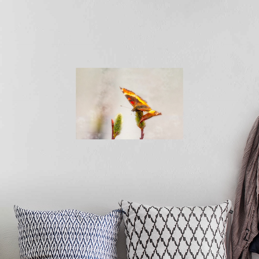A bohemian room featuring A photograph of a butterfly sitting on a flower with a blurred background.
