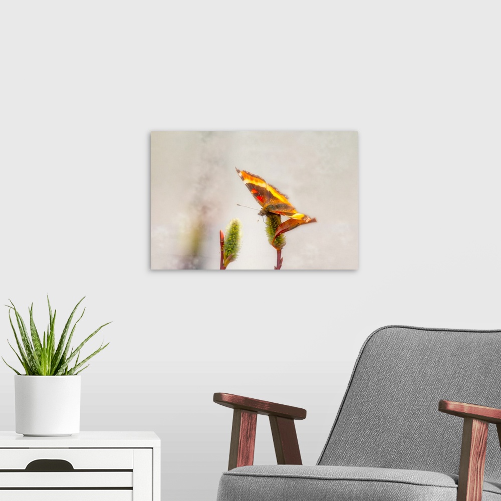 A modern room featuring A photograph of a butterfly sitting on a flower with a blurred background.
