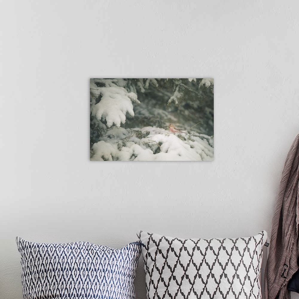 A bohemian room featuring On Snow Covered Boughs