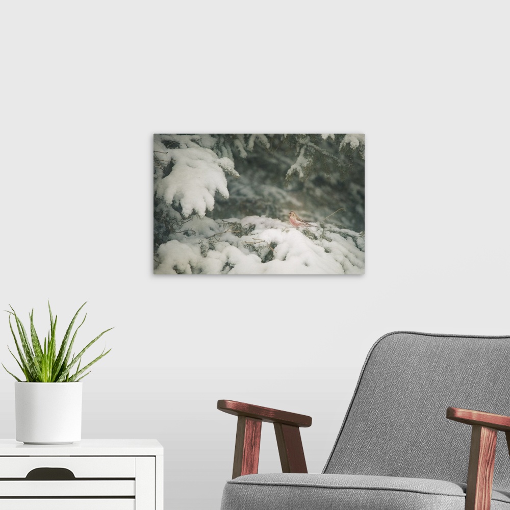 A modern room featuring On Snow Covered Boughs