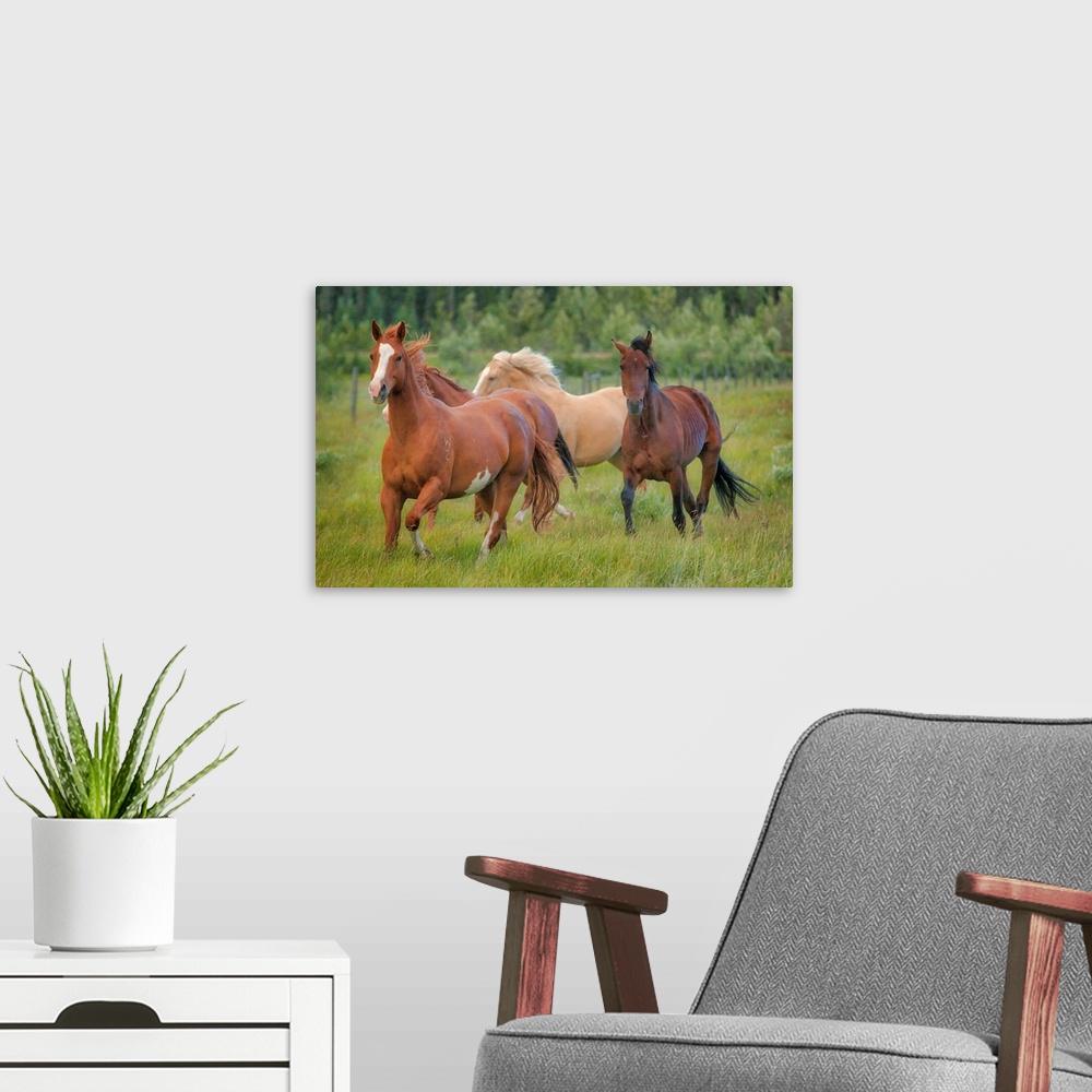 A modern room featuring A photograph group of horses trotting along in a green grassy field.