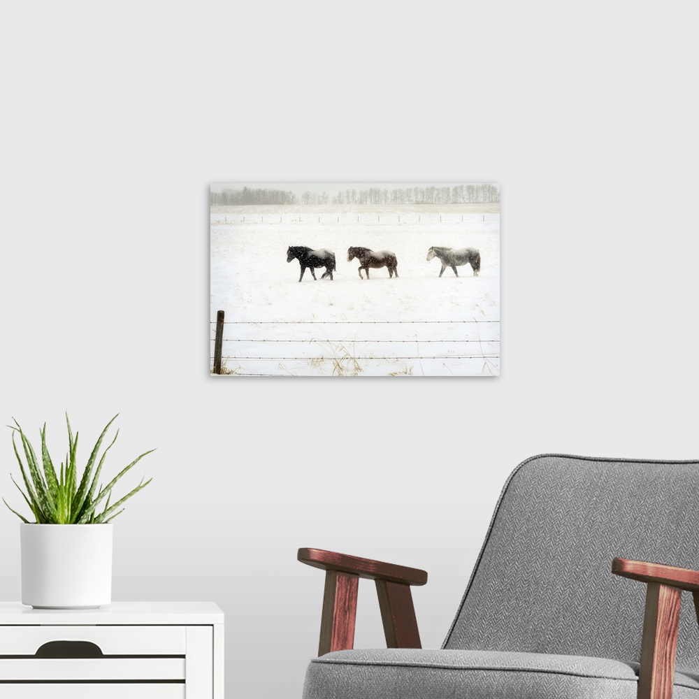 A modern room featuring Three horses brave the cold snowy weather on the prairies.