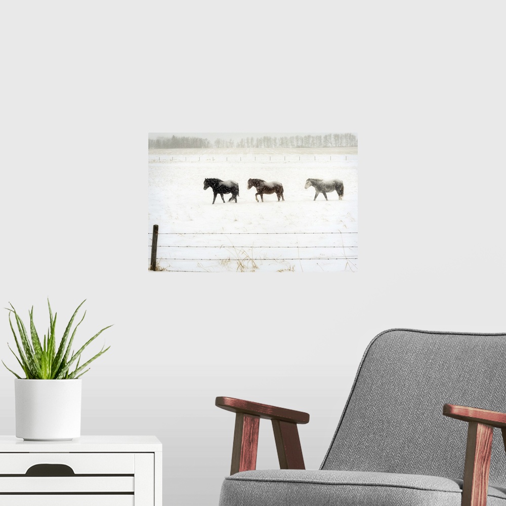A modern room featuring Three horses brave the cold snowy weather on the prairies.