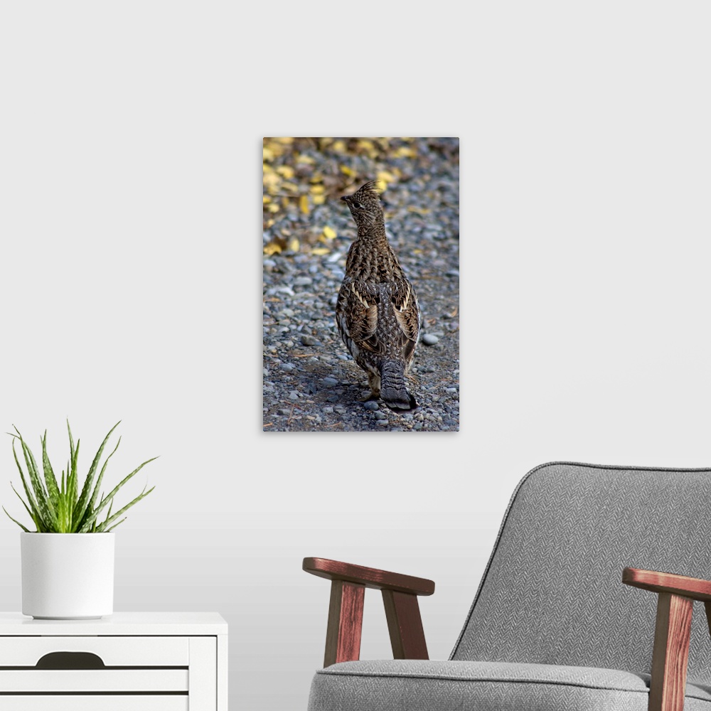 A modern room featuring Ruffed Grouse