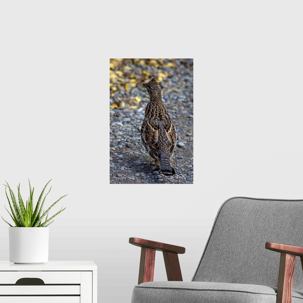 A modern room featuring Ruffed Grouse