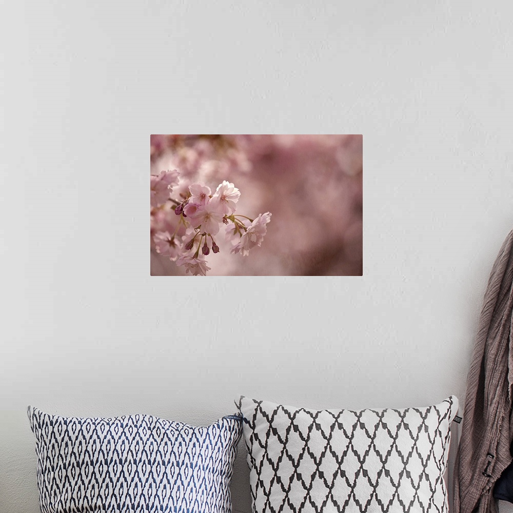 A bohemian room featuring Pretty pink blossoms of Sakura cherry trees in the Spring.