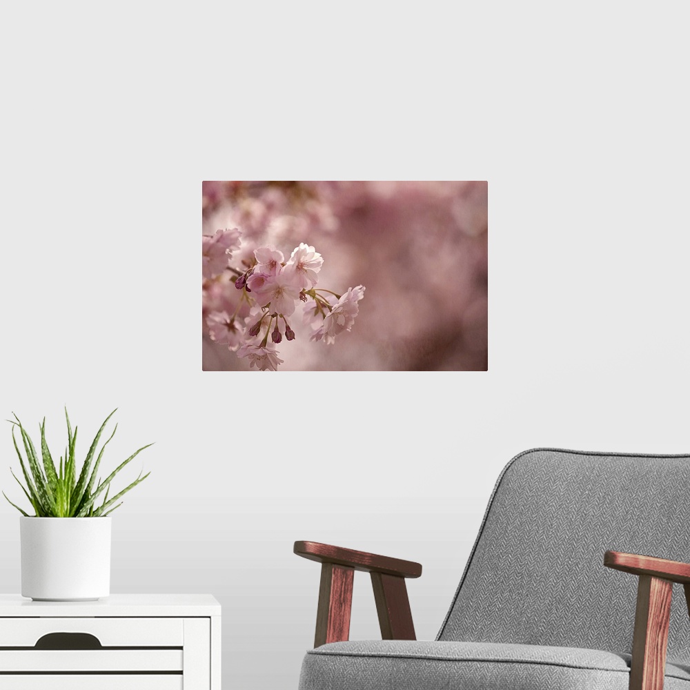 A modern room featuring Pretty pink blossoms of Sakura cherry trees in the Spring.