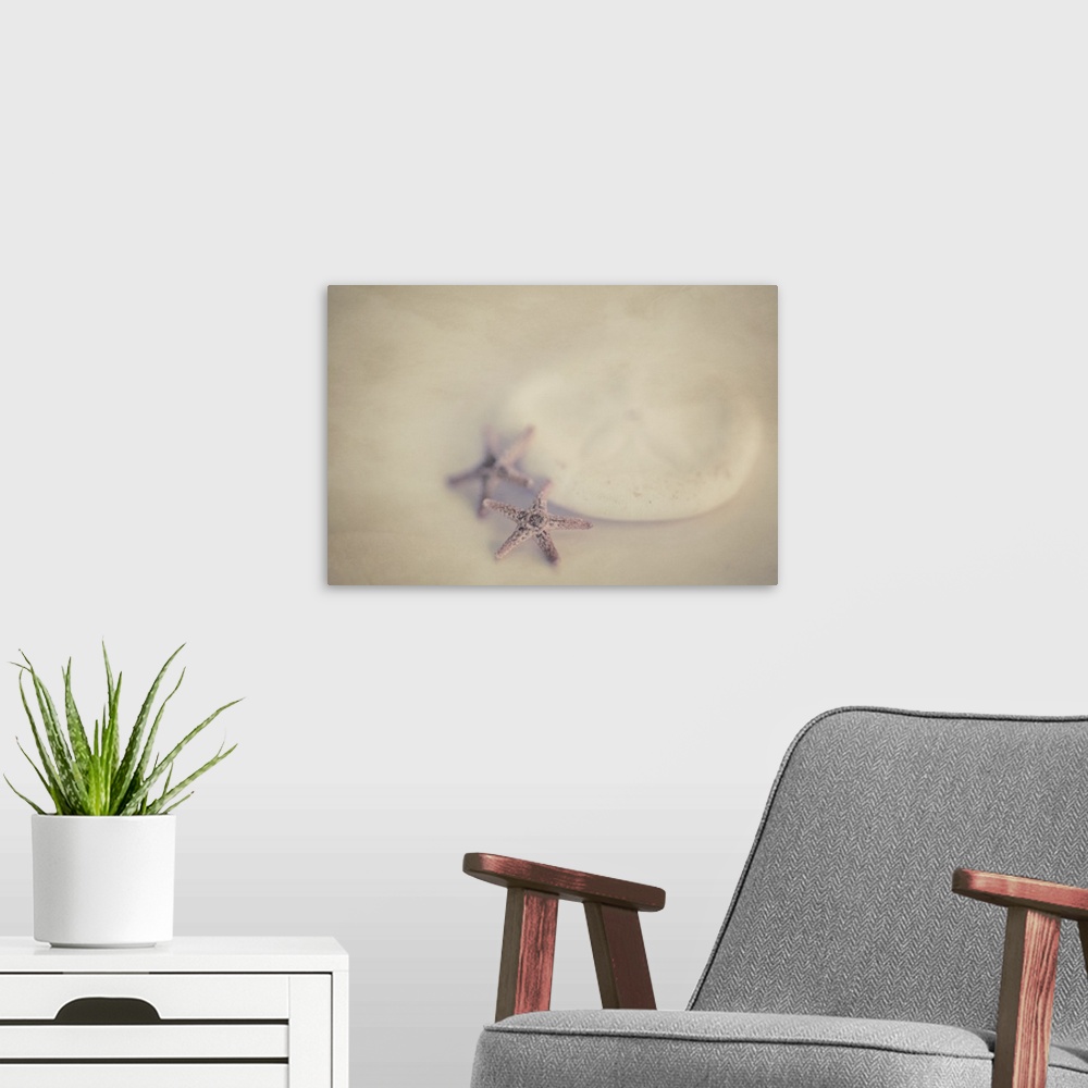 A modern room featuring Two tiny purple starfish with a white sand dollar.