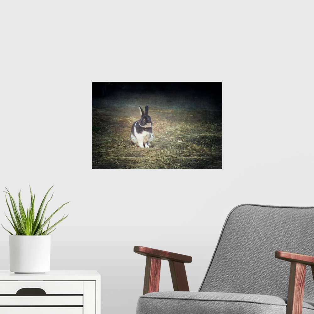 A modern room featuring A photo with a vignette of a bunny fixed on a pile of loose grass.