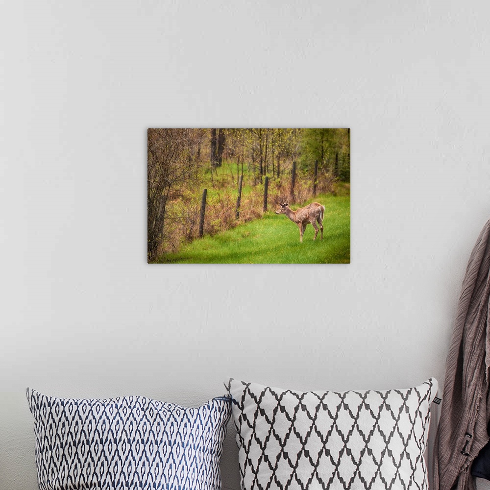 A bohemian room featuring A photo of a young buck being alert in a green field.