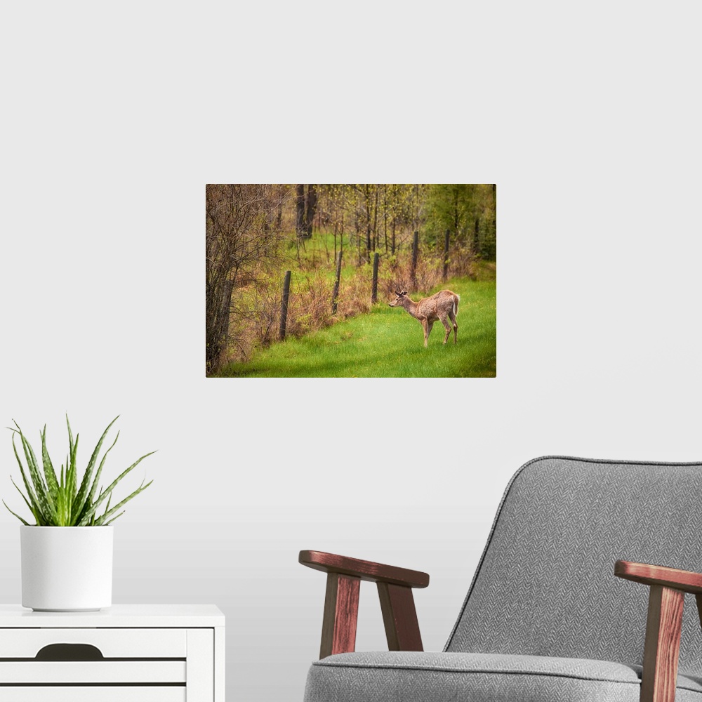 A modern room featuring A photo of a young buck being alert in a green field.