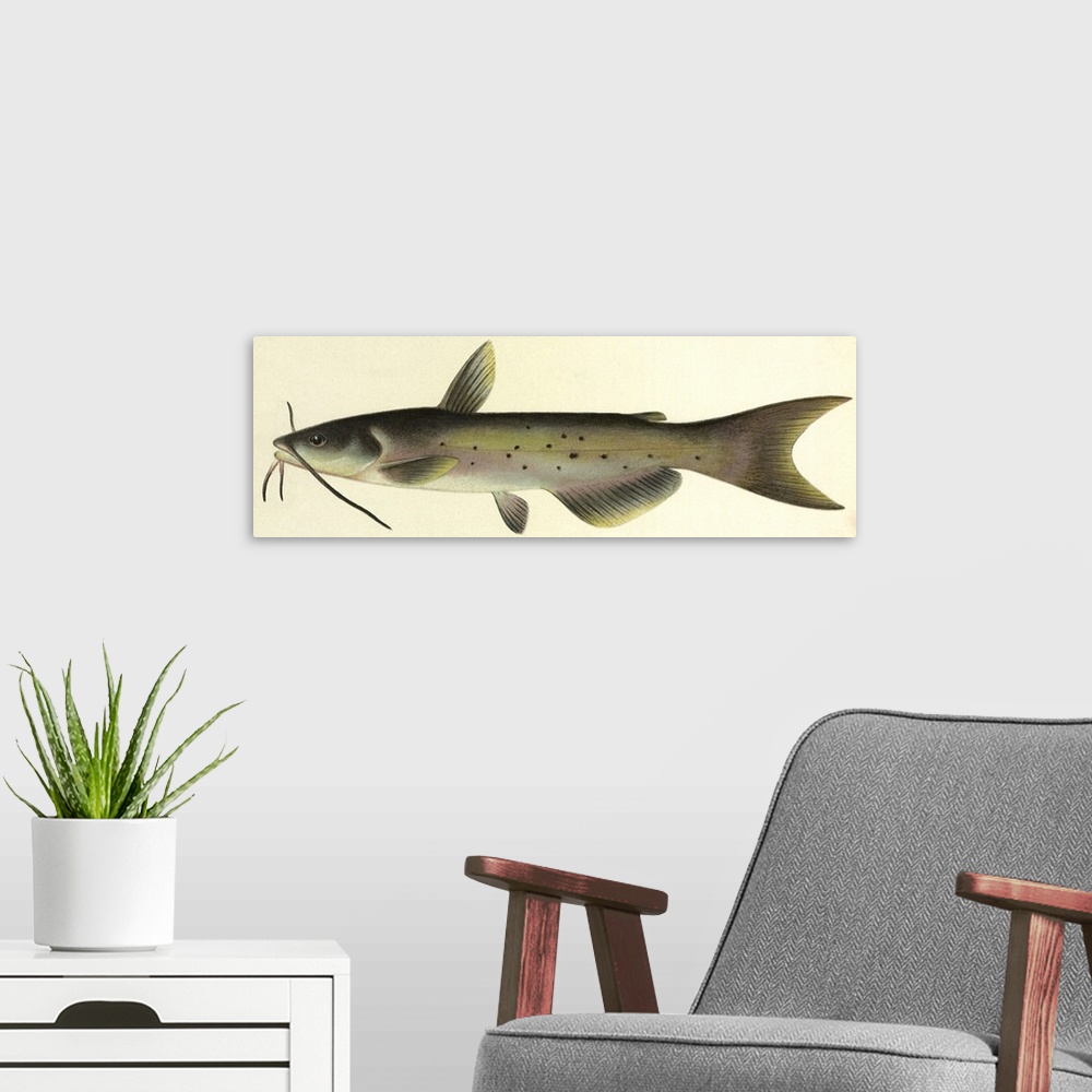 A modern room featuring Spotted Catfish [Ictalurus Punctatus (Rafinesque)]