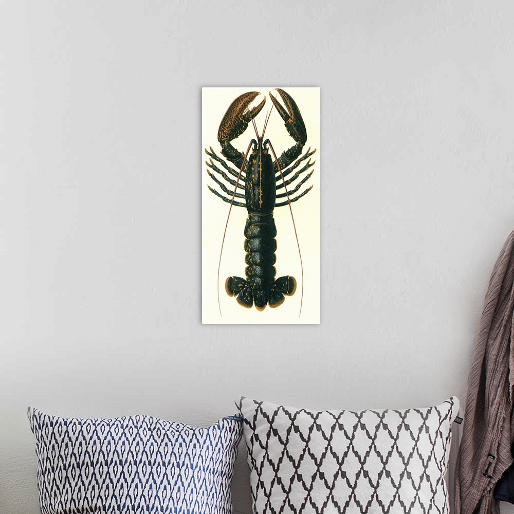 A bohemian room featuring Lobster (Homarus vulgaris)