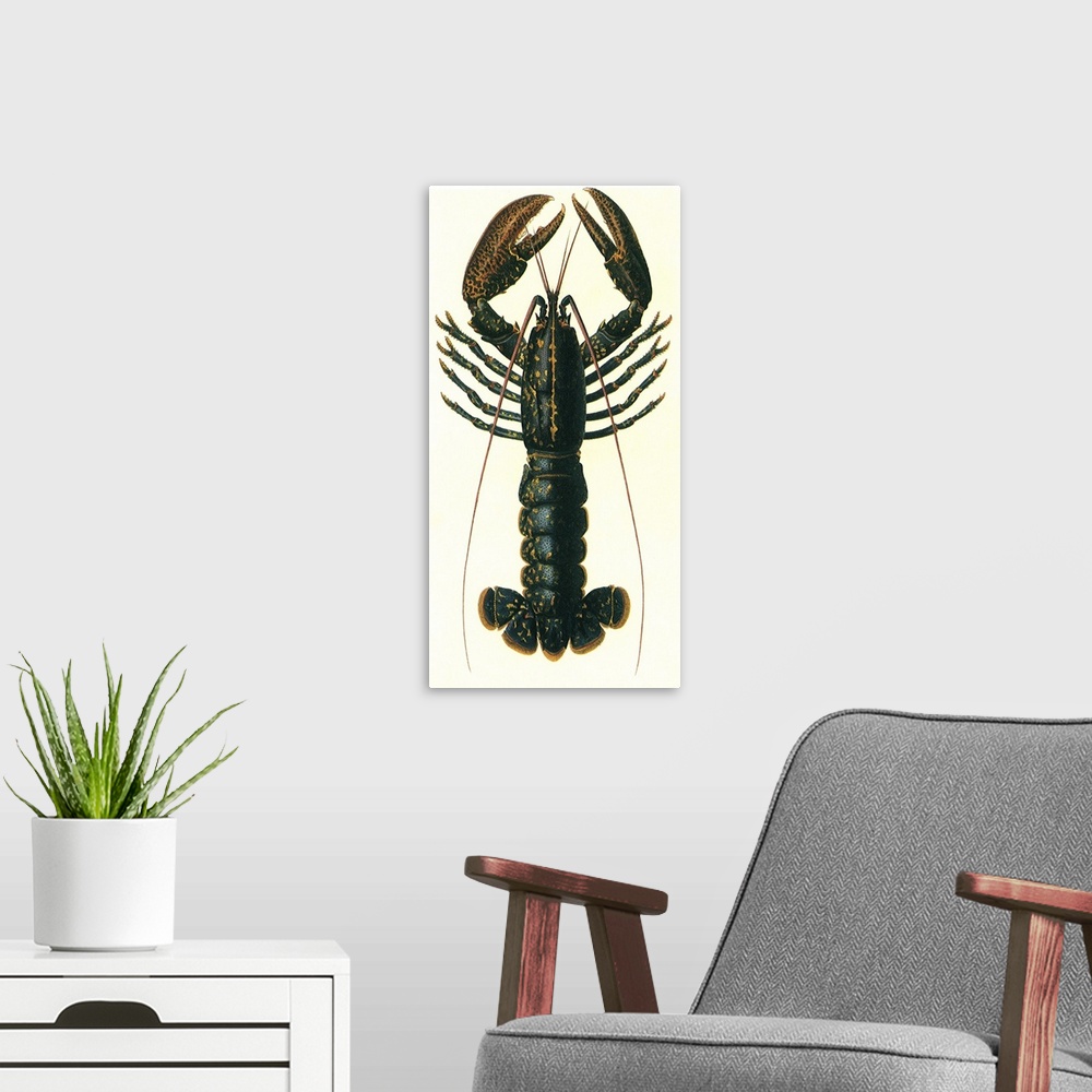A modern room featuring Lobster (Homarus vulgaris)