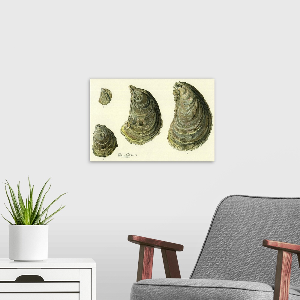 A modern room featuring Oysters Natural Size