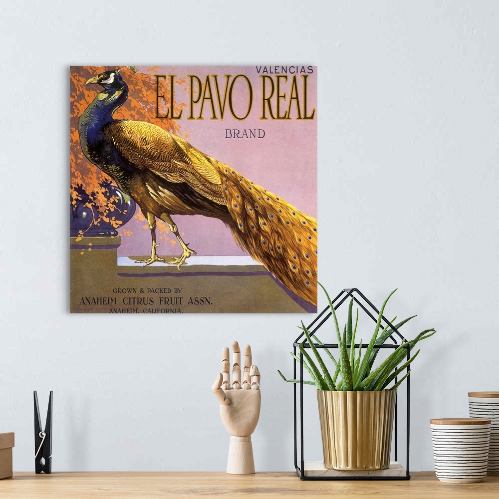 A bohemian room featuring El Pavo Real