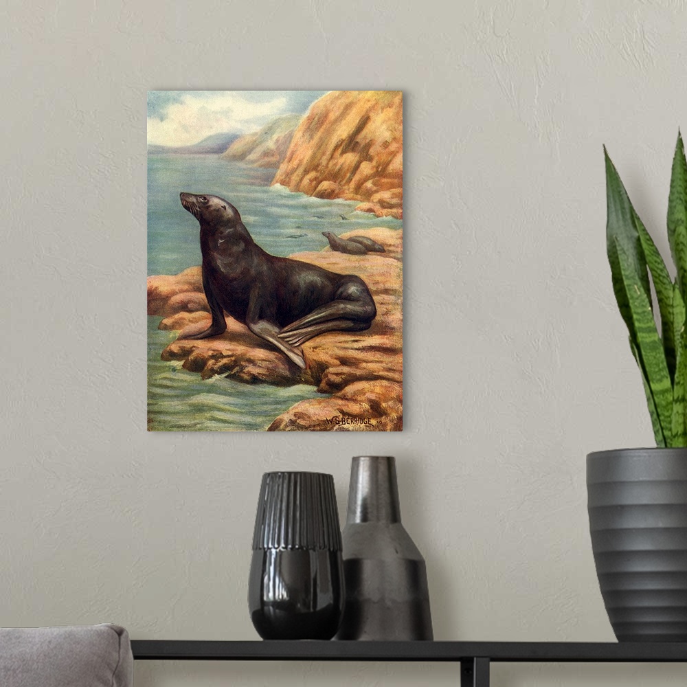 A modern room featuring California Sea-Lion