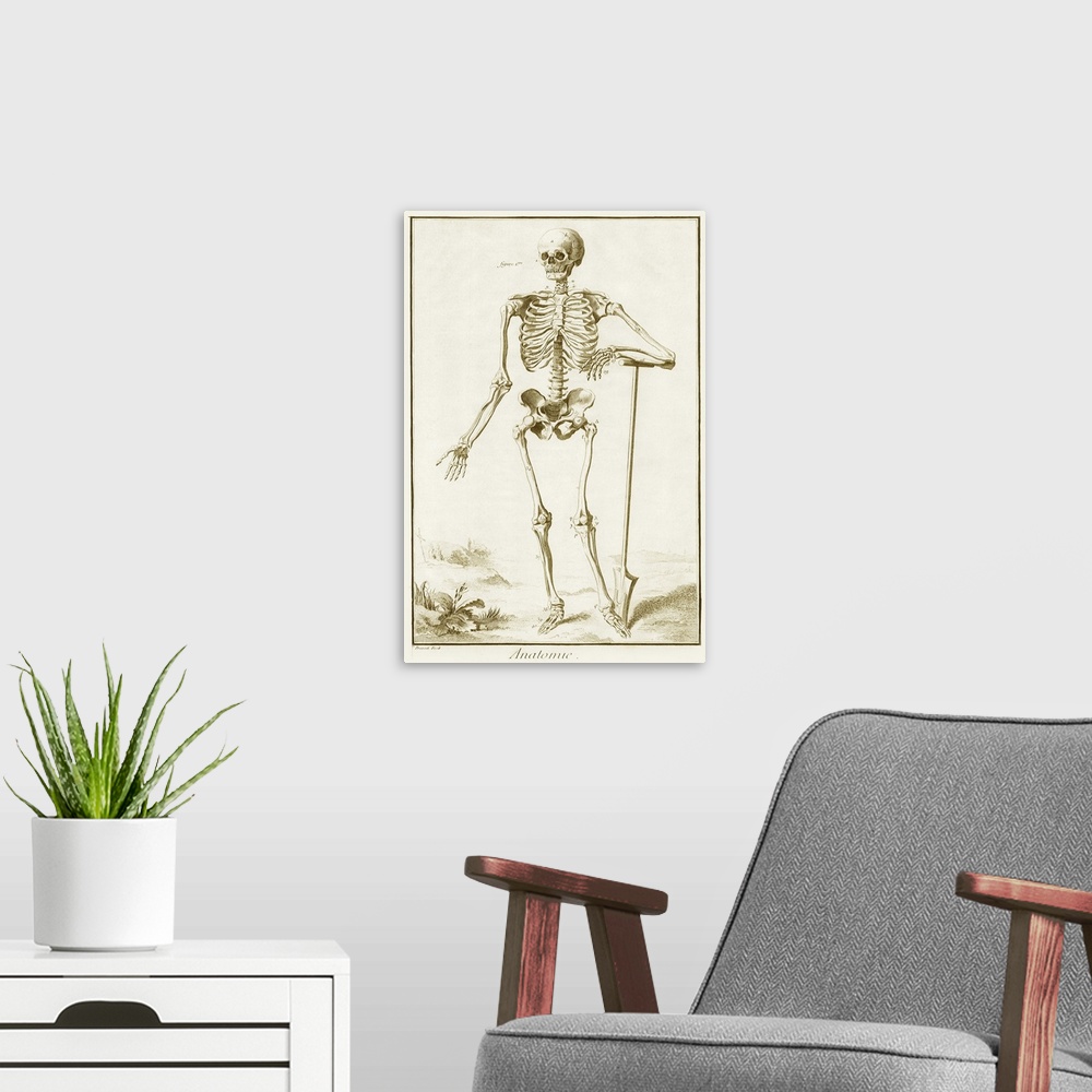 A modern room featuring Le Squelette vu Par-Devant d'Apres Vesale