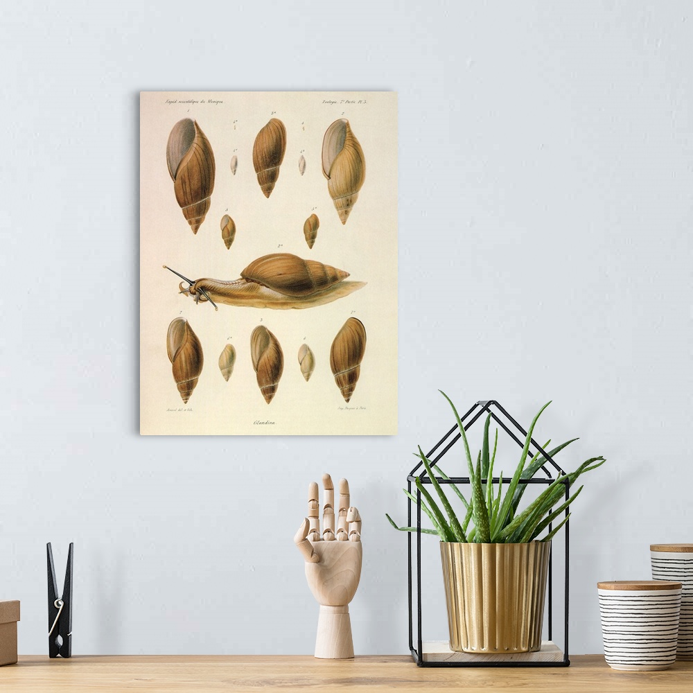 A bohemian room featuring Glandina Snails from Mexico