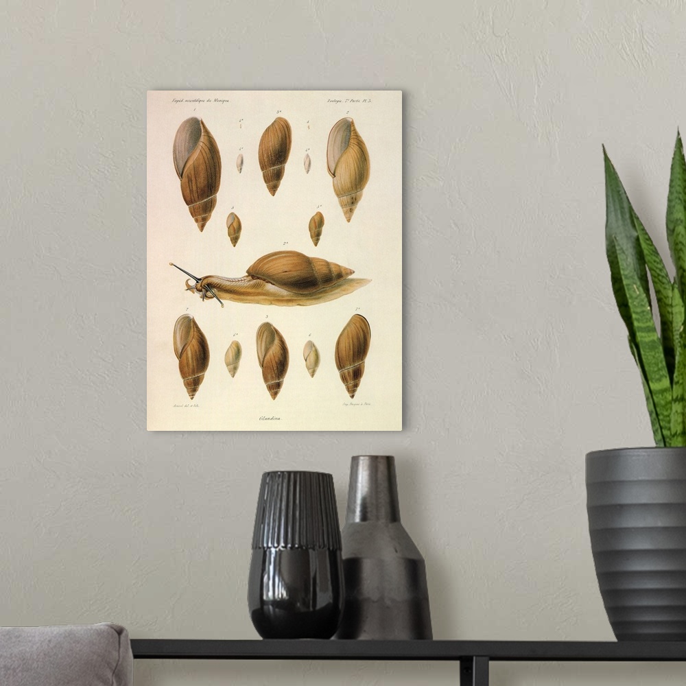 A modern room featuring Glandina Snails from Mexico